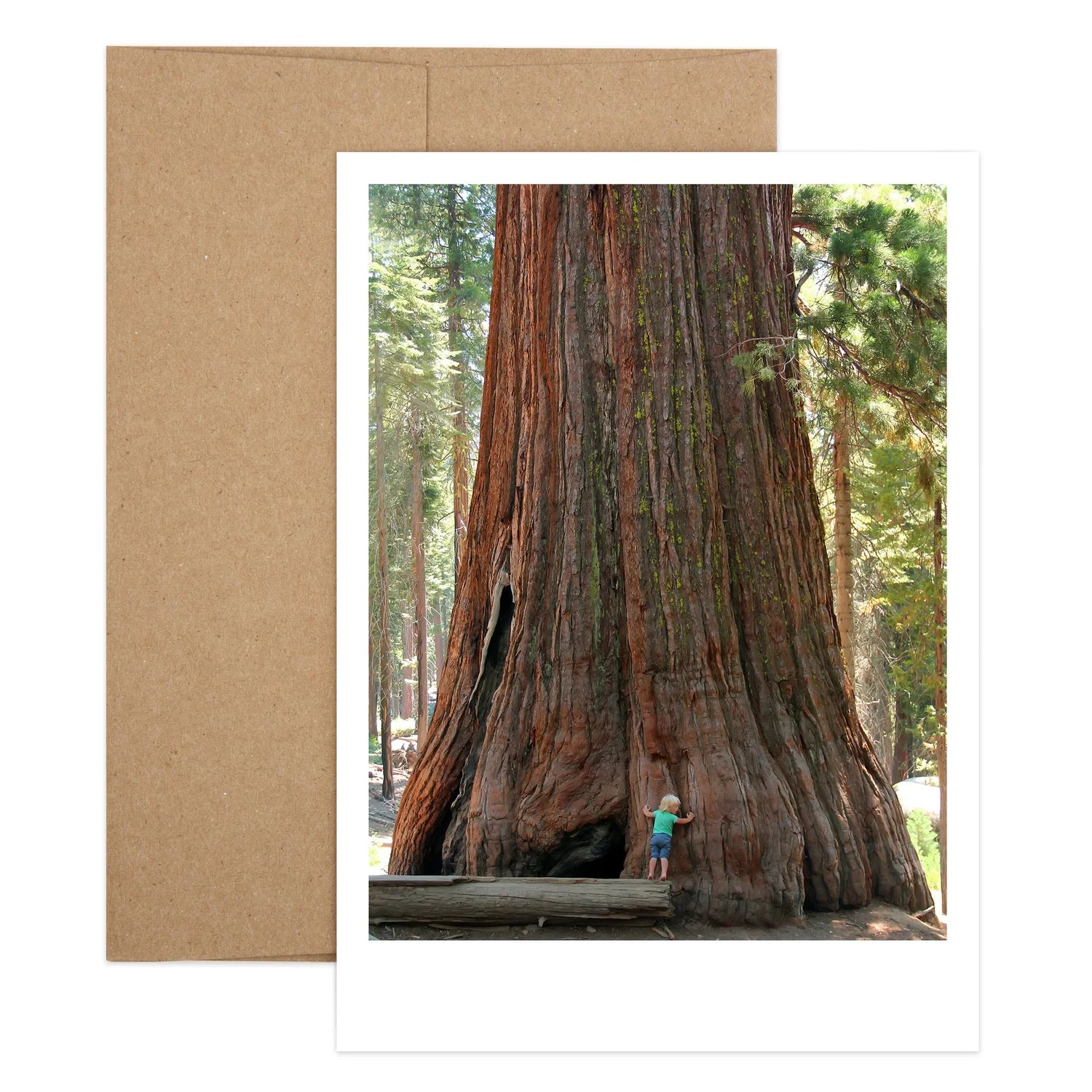 Big Redwood Thanks Greeting Card