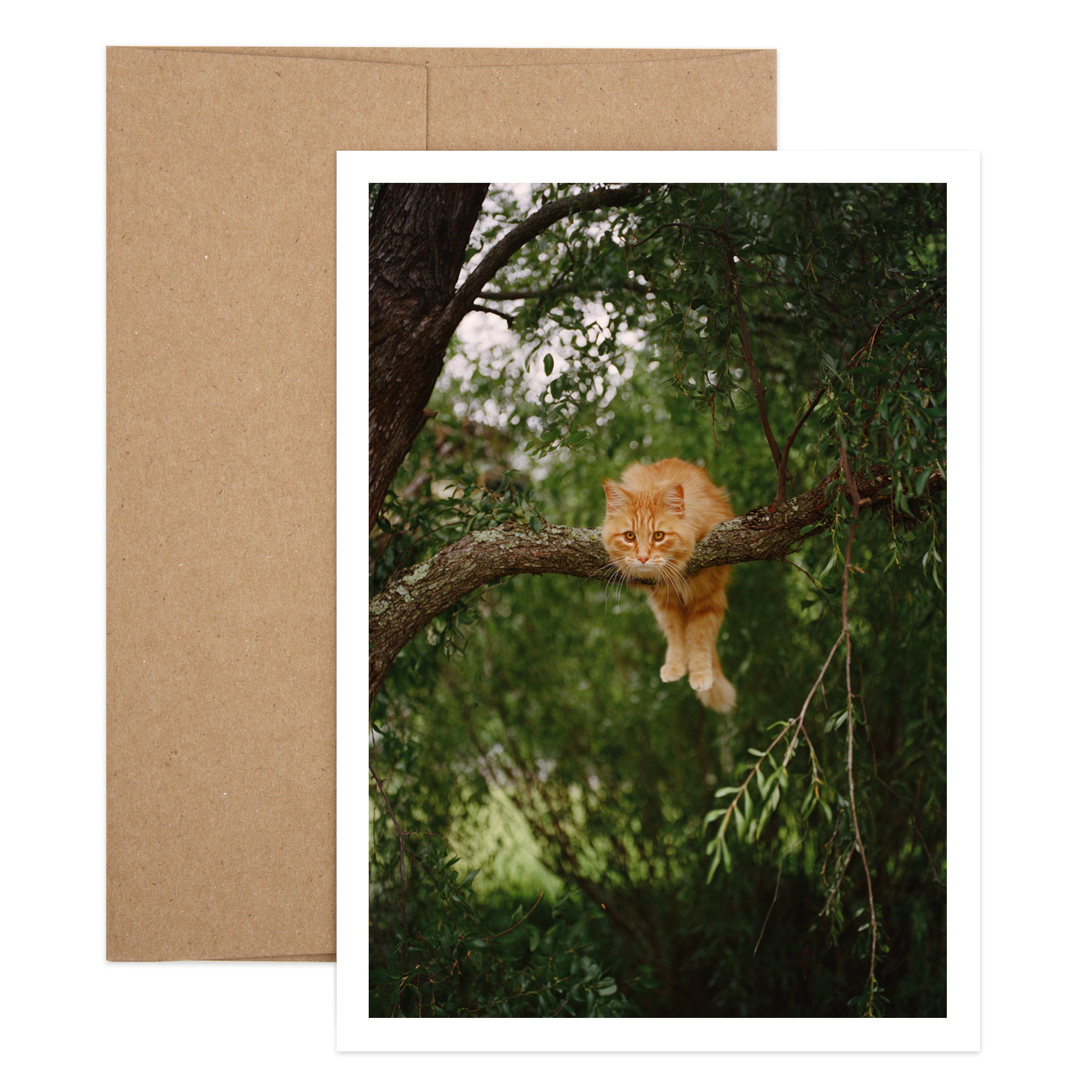 Hang in There Cat