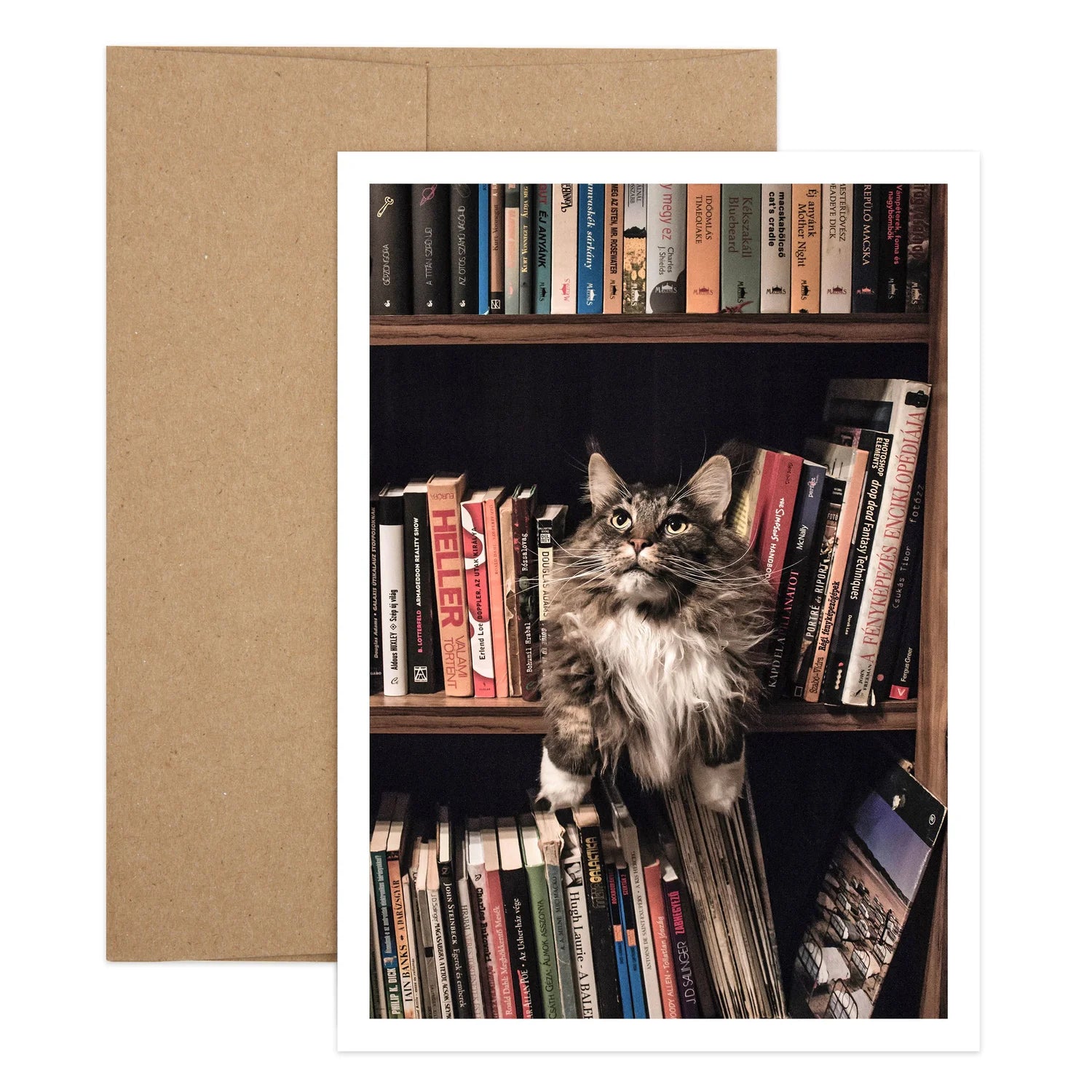 Cat In Bookcase Birthday Greeting Card