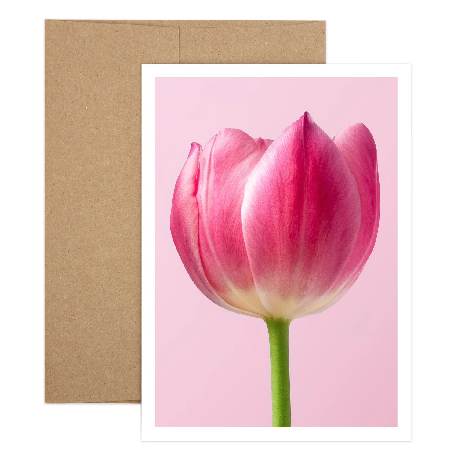 Tulip Sympathy