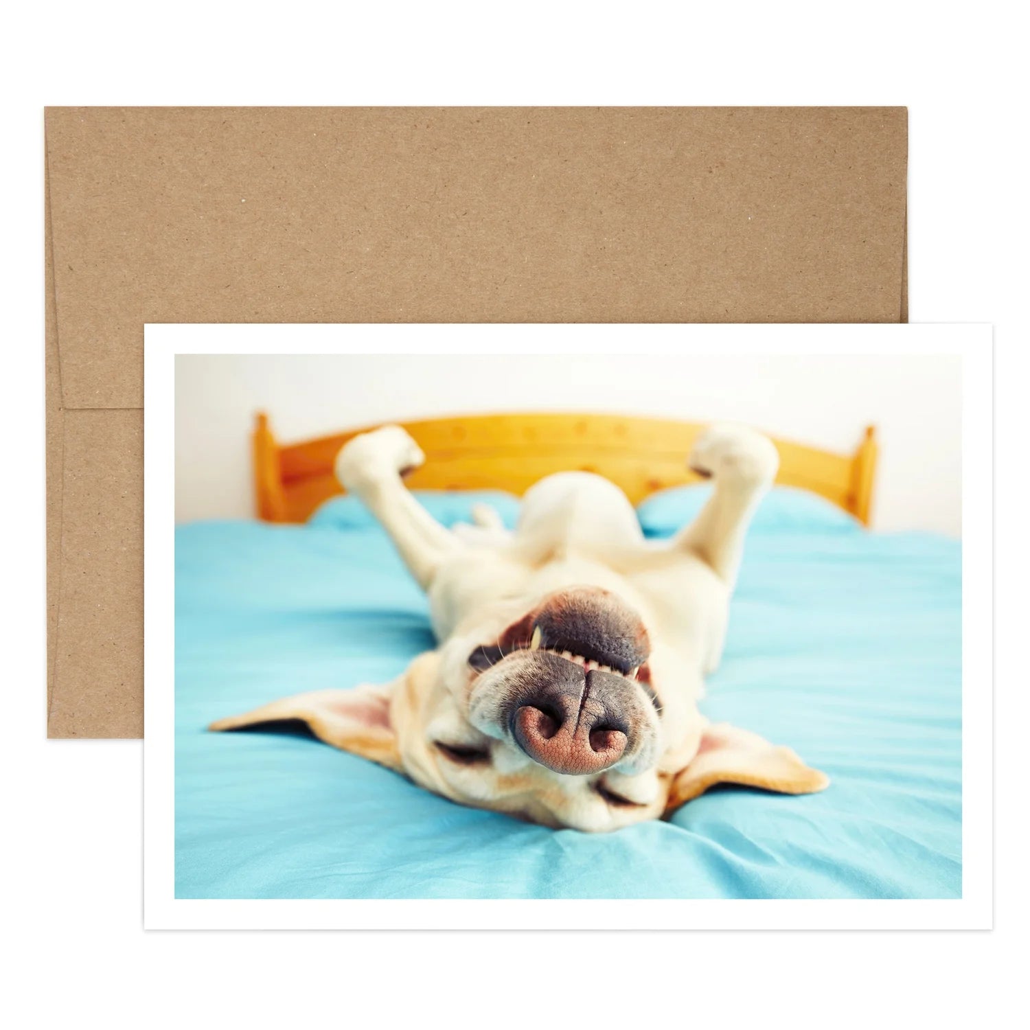 Dog On Bed Birthday Greeting Card