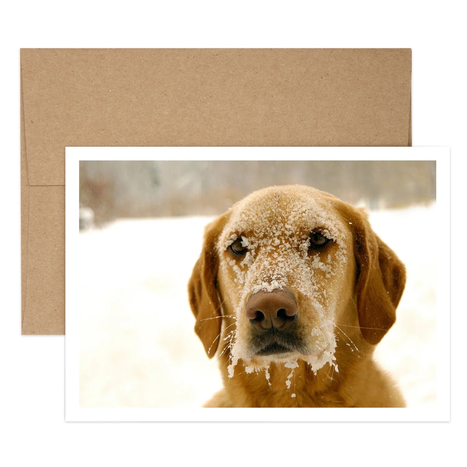 Frosty Dog Holiday Greeting Card