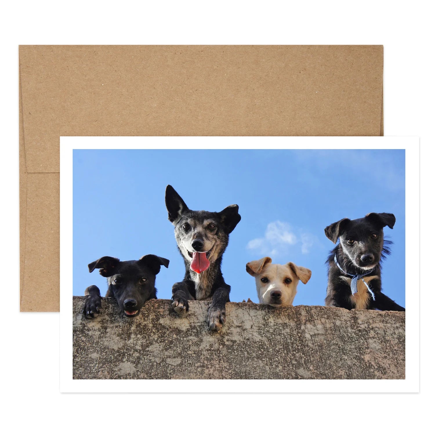 Dogs on Wall Birthday Greeting Card